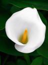 a calla lily