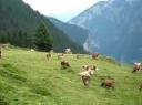 Swiss cattle grazing